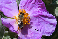 Apis melifera